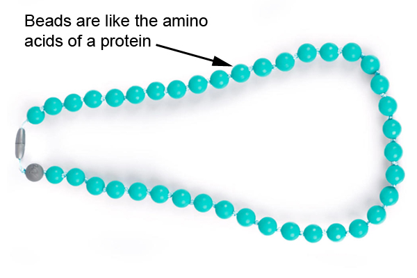 Beads are like the amino acids of a protein
